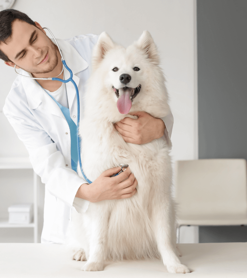 a vet with dog