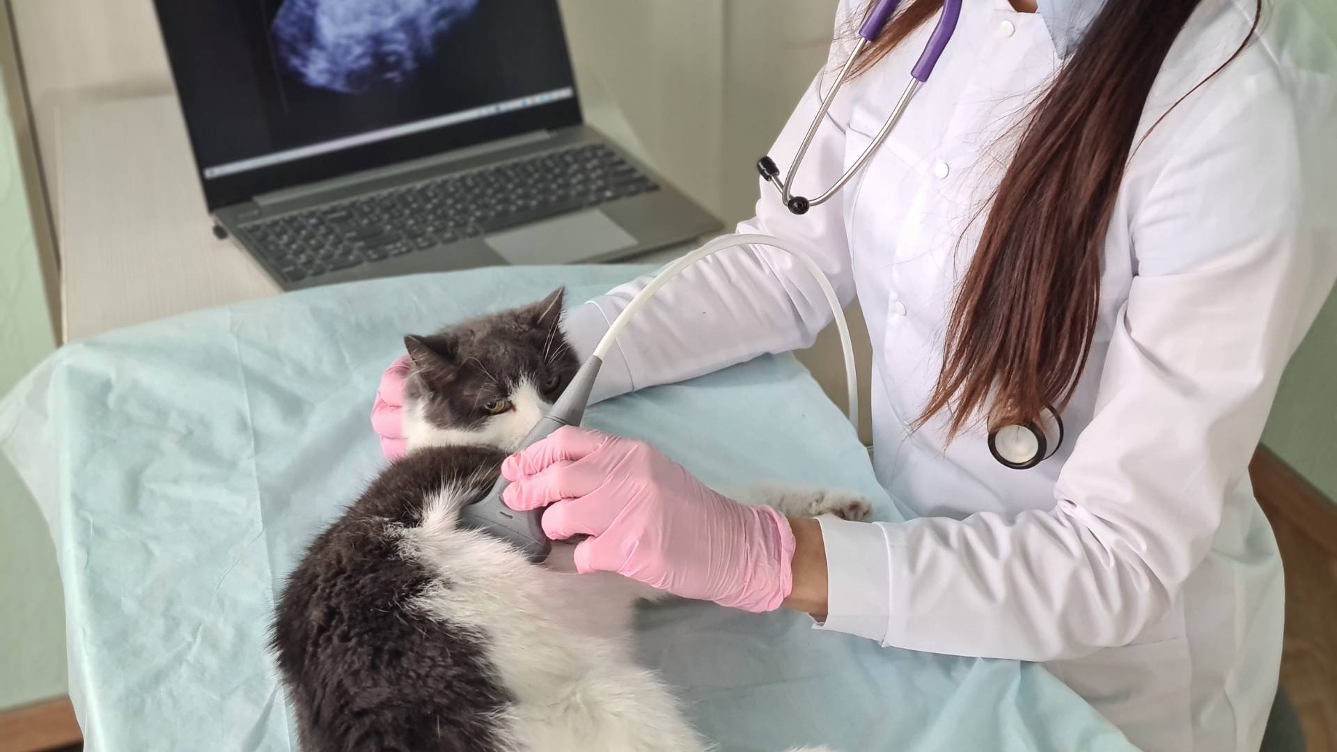 a cat getting ultrasound
