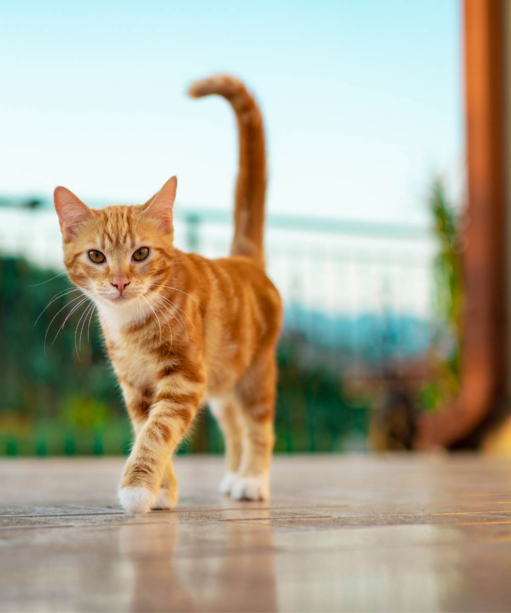 a cute kitten walking in the yard
