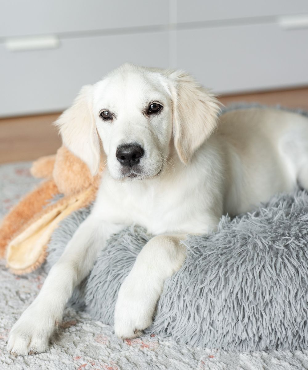  a golden retriever is resting in a dog bed