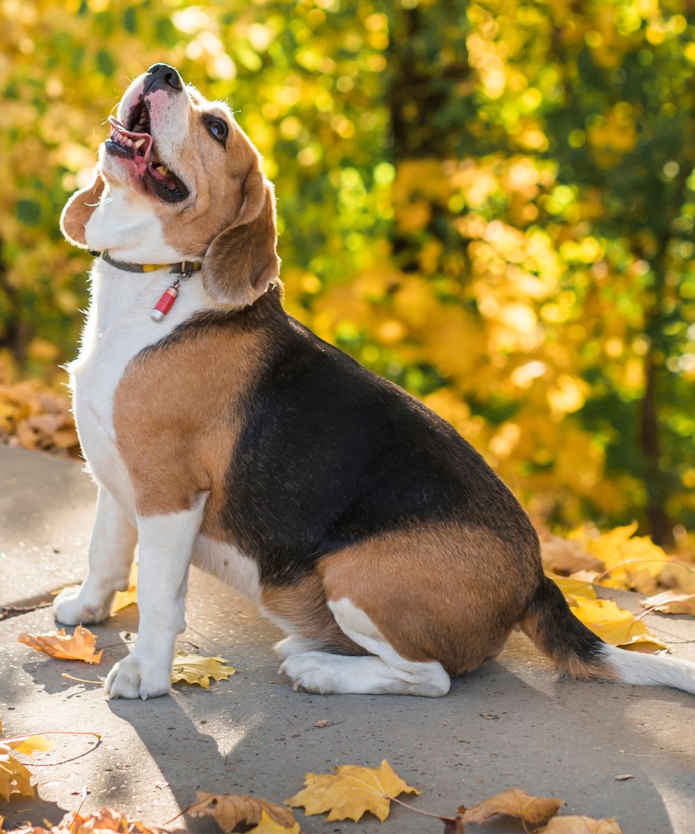 beagle dog looking up with mouth open sitting in park