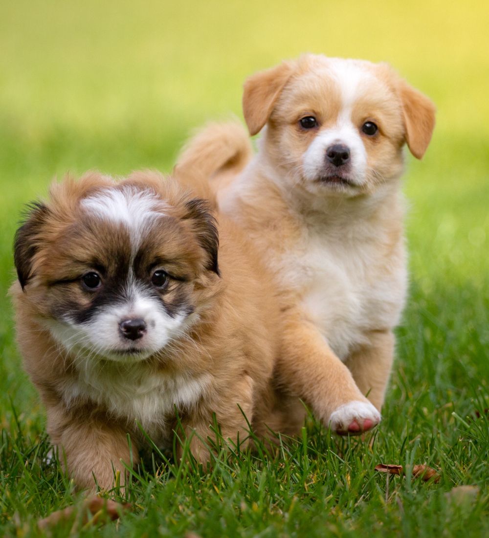 cute puppies playing on green grass ground