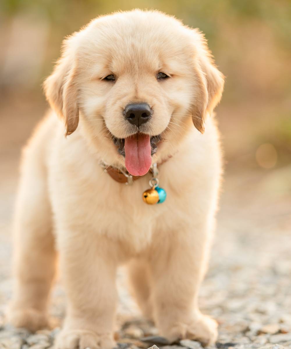 cute puppy (golden retriever) standing in the outdoor garden
