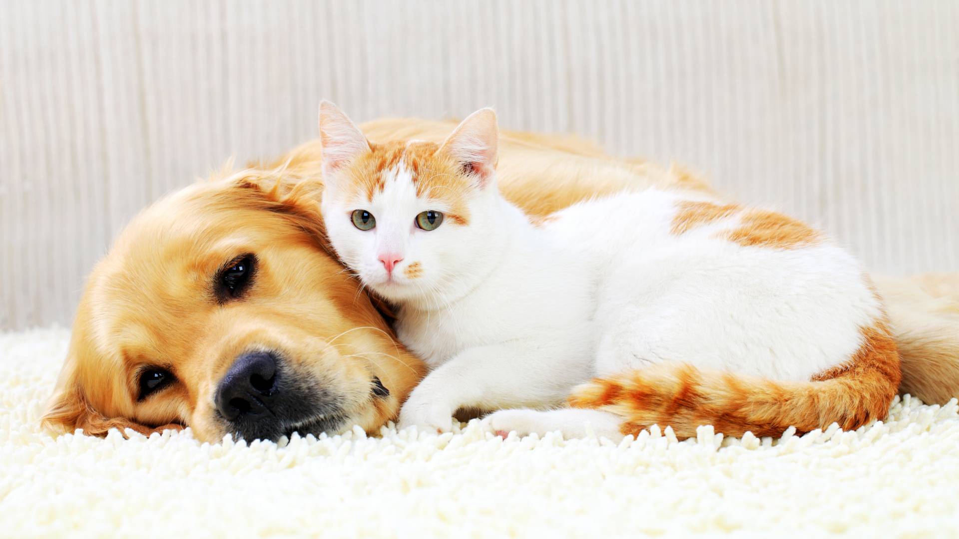 a cat lying on a dog's head