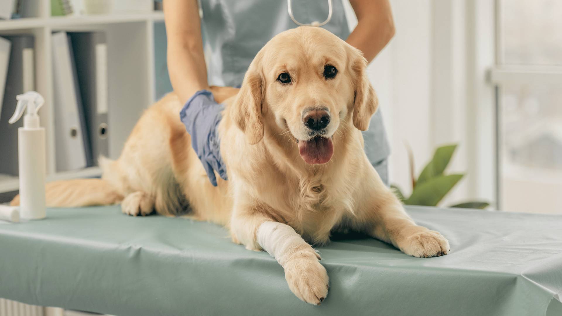 golden retriever dog ear examination by doctor