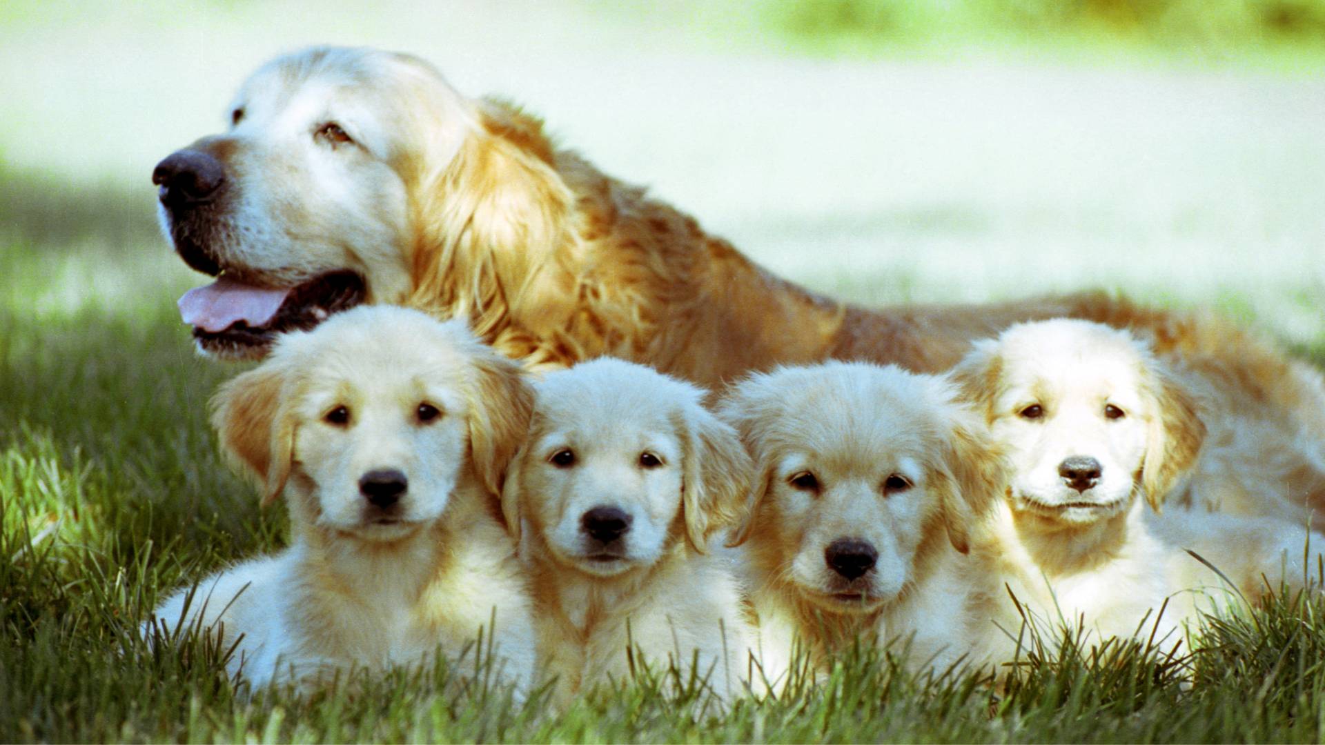 golden retriever with four puppies resting on a grass ground
