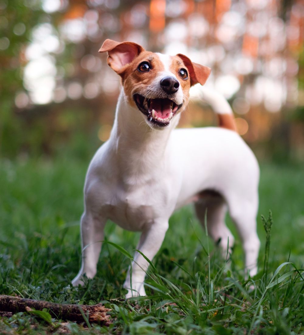 happy dog, jack russell playing in the park