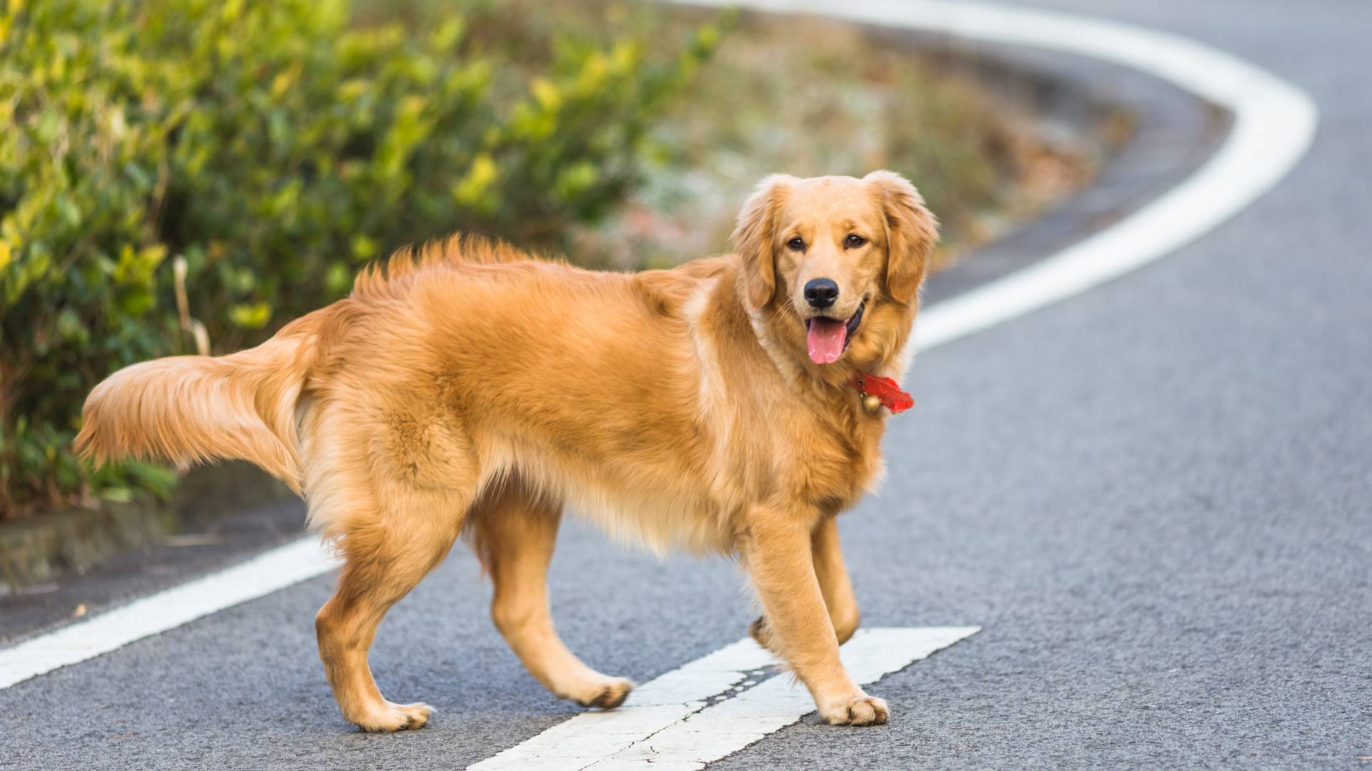 happy pet dog crossing the road