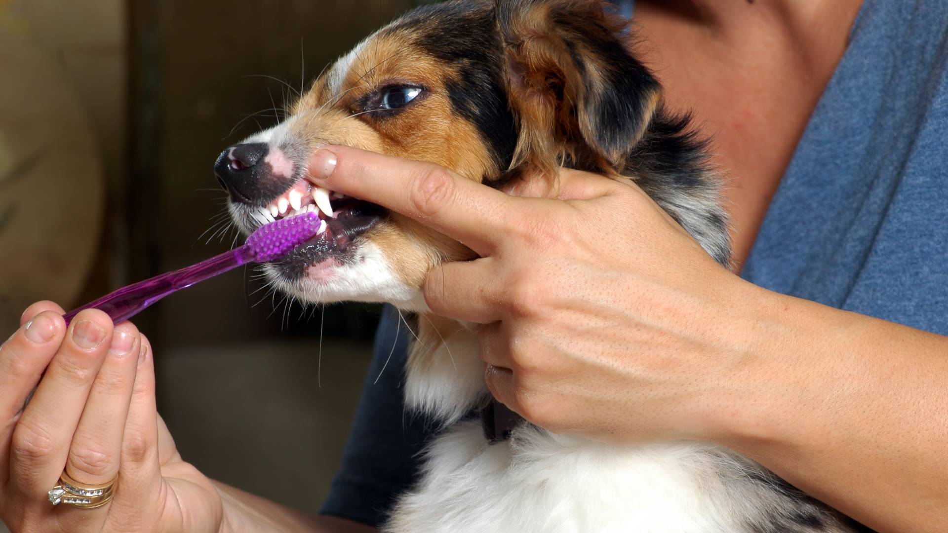owner brushing his dog's teeth