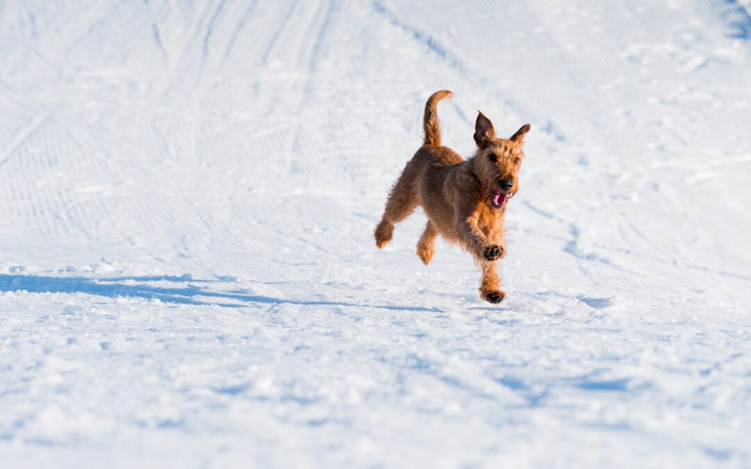 Terrier happily running through the snow